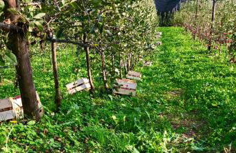 Loft Naturalpina Dolomiti Farm - Foto 22