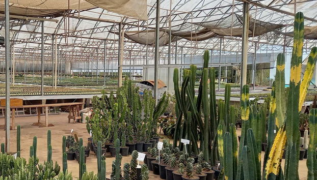 Marvel at all the different species of cactus