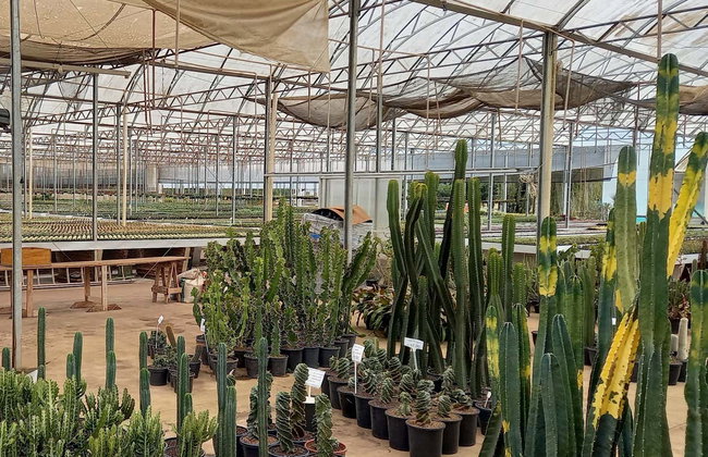 Escursione a Imigrante, Estrela e Colinas - Foto 5