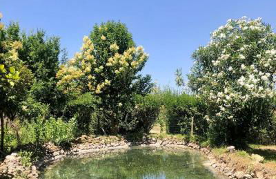 Quinta da Trombeta - Foto 15