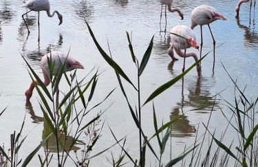 De l'eau et des oiseaux ! - Foto 15