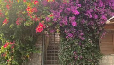 Palinuro - Le Canfore casa vacanze vista su Capo Palinuro - Foto 2, Garden view