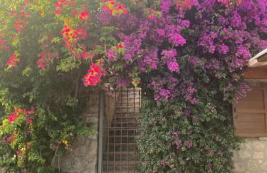 Palinuro - Le Canfore casa vacanze vista su Capo Palinuro - Foto 2