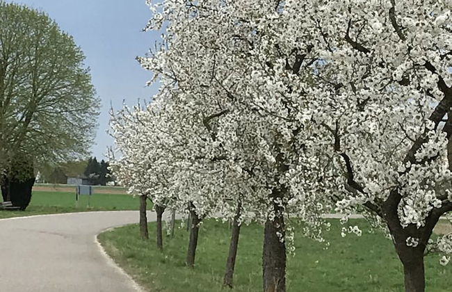 Holiday home with sauna and garden lounge - Foto 45