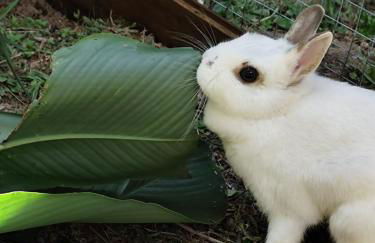 Cabanas - Sítio Refúgio do Barro Branco - Foto 36