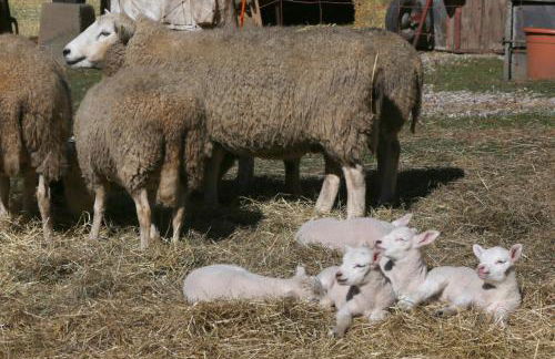 Ferienwohnung Kutscherstube - Foto 31