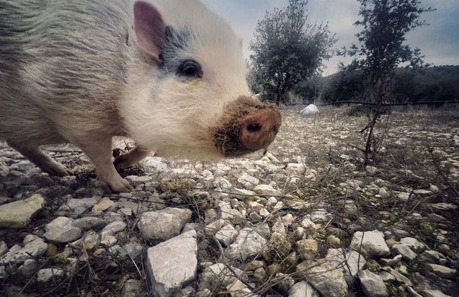 Tour de la trufa por Ocenilla - Foto 2
