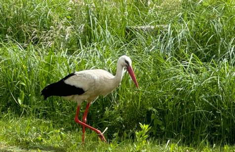 Ferienwohnung - Der Schwarzstorch - Photo 7