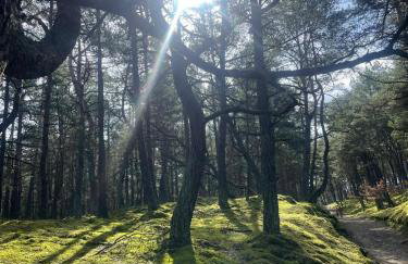 Dzika Foka Wiosłowa 49 - Photo 31