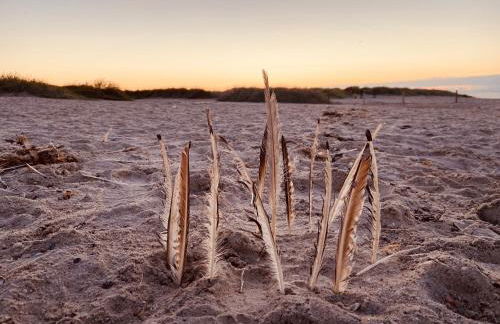 Ferien im Wangerland Ferienwohnung MUSCHEL Minsen Schillig Hund Pool Sauna - Photo 25