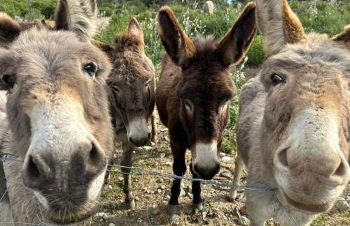 Les villas de Mélody - Foto 71