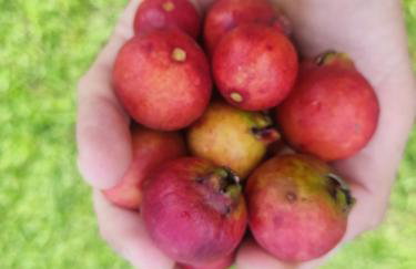 Cabana na Montanha - Photo 2