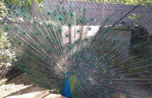 Casa da Paleta - Foto 10