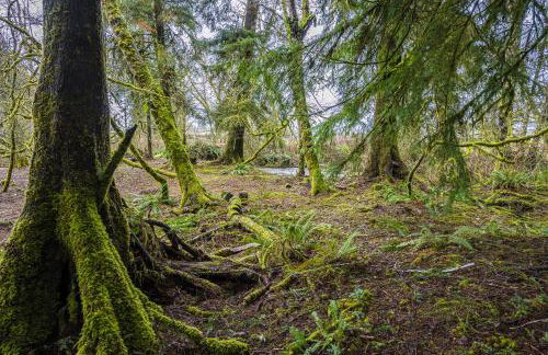 Rainforest Tiny Home Retreat Coastal - Foto 32