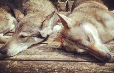 The Laurels At Inchbrook - Foto 15