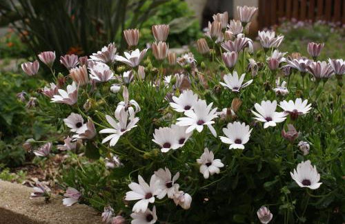 Il Lentischio holiday home - Foto 57