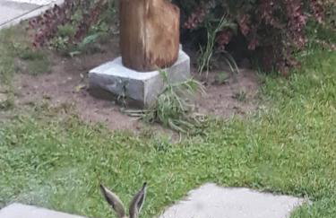 Pucówka na skraju Puszczy Białowieskiej - Foto 29