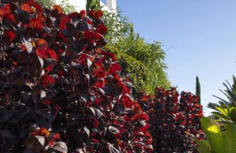 Casa La Breña La Palma - Foto 16