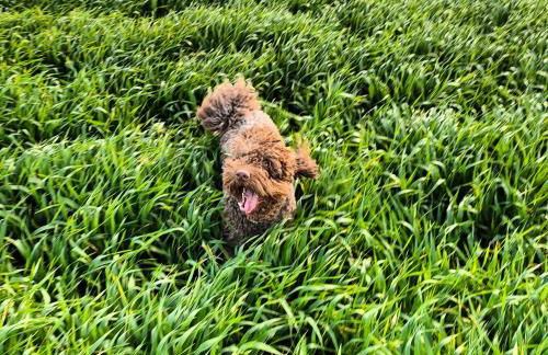 Apartamentos Antonia - Foto 13