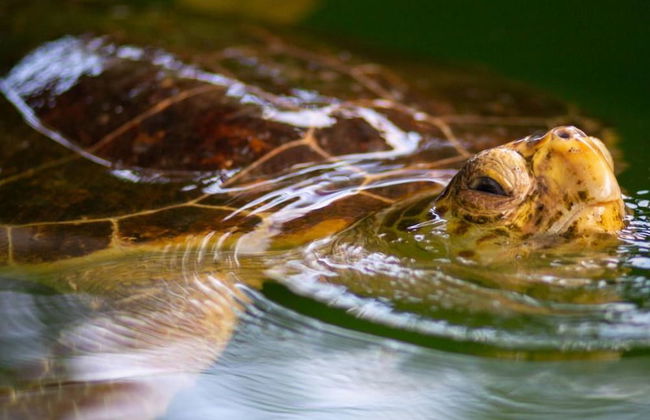Villa Vista in Dalyan - Photo 57