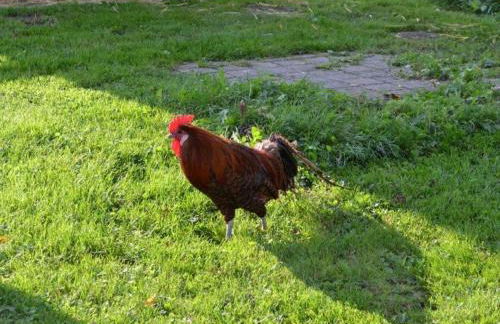 Paulhof am Chiemsee - Photo 12