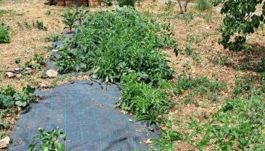 Traditional house with fresh vegetables garden - Foto 4