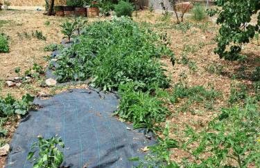 Traditional house with fresh vegetables garden - Foto 4