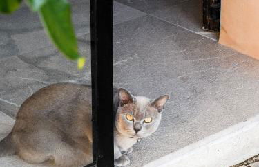 VILLA ALENAR - Marratxi- Mallorca - Foto 35