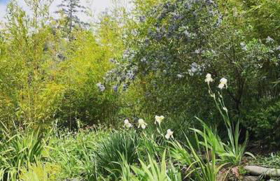 Redwood Castle 2 bed retreat - Foto 22