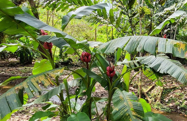 Jaco-carara 3 Bdrm Surrounded by Rainforest With Private Pool - Foto 34