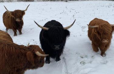 Auszeit auf dem KulturGut Hirtscheid - Foto 4