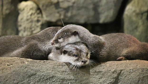 Acuario y Museo Trick Eye - Foto 2