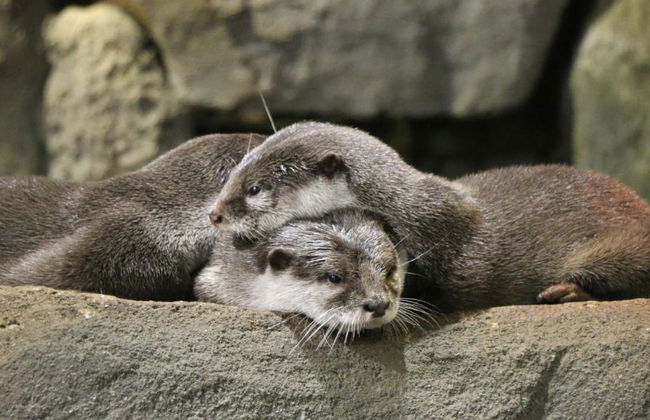 Acuario y Museo Trick Eye - Foto 2