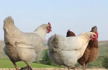 Old Camms Holiday Cottages - Photo 18