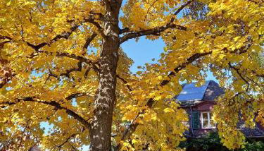 Ferienwohnung Unterm Tulpenbaum - Foto 2