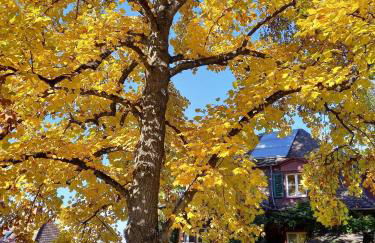 Ferienwohnung Unterm Tulpenbaum - Foto 2