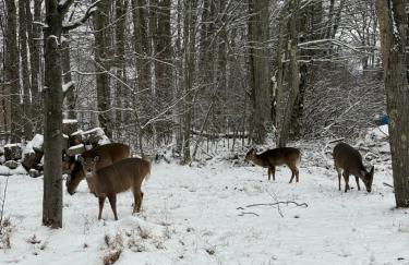 Cabin with Sauna Close to Skiing - Foto 3