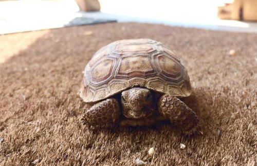 Popular Homestead! Location, Stargaze, Views! - Foto 7