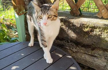 Rifugio Futopia - start here your journey to the discovering of the Alpi Graie - Foto 41