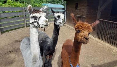 Gościniec Polna Pszczoła - Foto 2