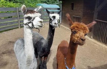 Gościniec Polna Pszczoła - Foto 2