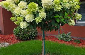 Apartament na Gryfa 8 - Photo 14