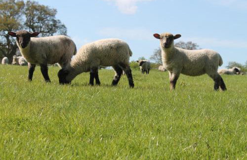Colston Hall Cottages - Photo 14