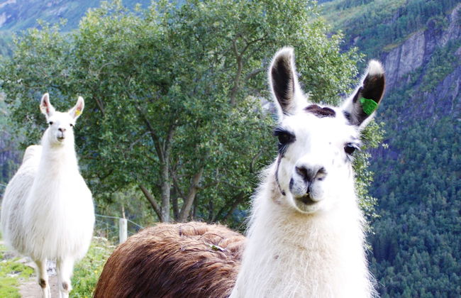 Westerås Gard - Photo 16