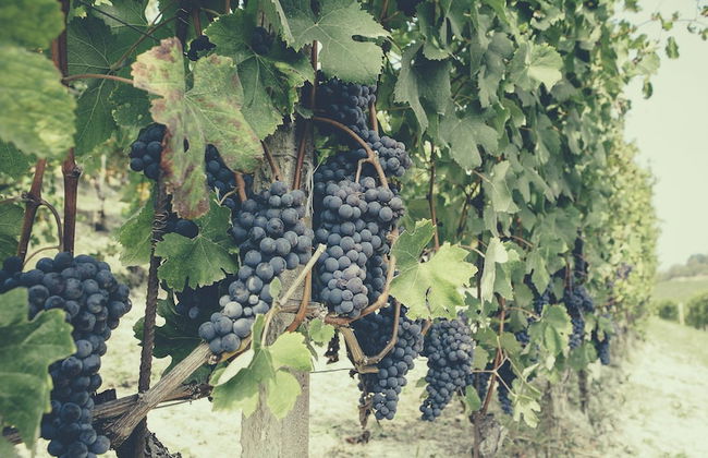 Casa Ressia - Photo 37