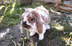 Ferienwohnung im alten Milchwerk - Foto 12