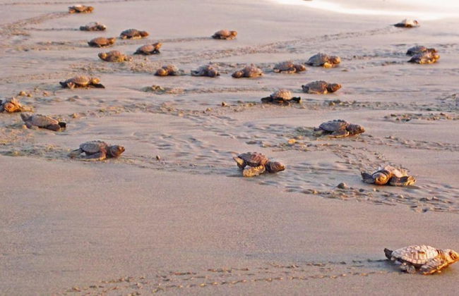 Delcanto Residences by LaTour - Foto 23