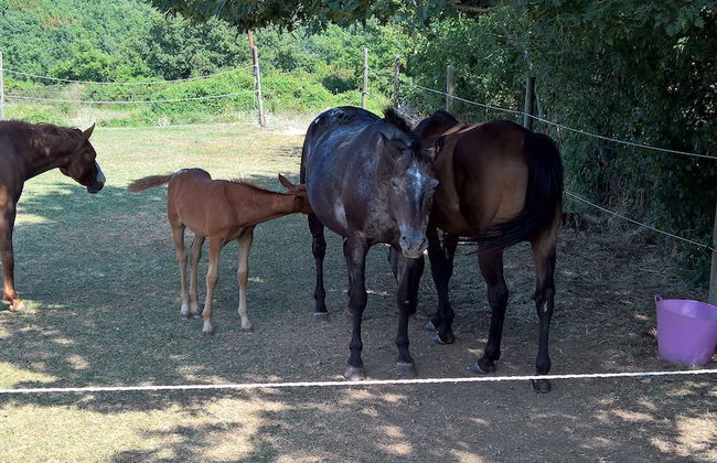 Il Borgo del Lupo - Photo 14