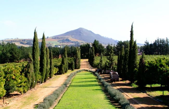 Marianne Wine Estate - Photo 34