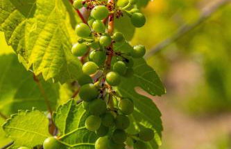 10 Acre Estate with Views Teahouse and Pickleball Court - Foto 71